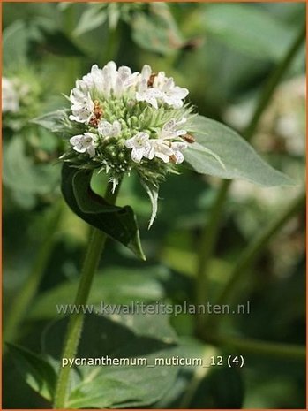 Pycnanthemum muticum | Bergmunt | Grannenlose Scheinbergminze | Big Leaf Mountain Mint