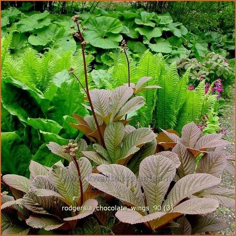 Rodgersia 'Chocolate Wings' | Schout-bij-nacht, Kijkblad | Schaublatt