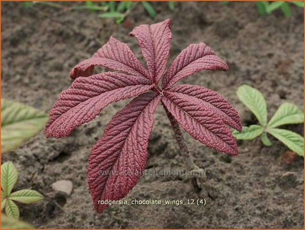 Rodgersia 'Chocolate Wings' | Schout-bij-nacht, Kijkblad | Schaublatt