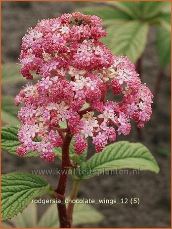 Rodgersia 'Chocolate Wings' | Schout-bij-nacht, Kijkblad | Schaublatt