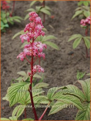 Rodgersia 'Chocolate Wings' | Schout-bij-nacht, Kijkblad | Schaublatt