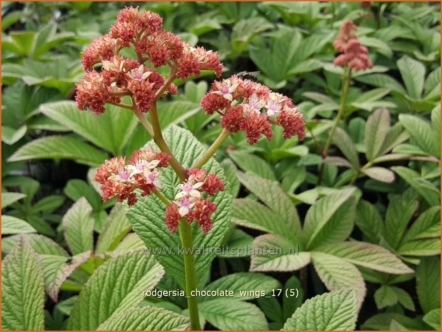 Rodgersia 'Chocolate Wings' | Schout-bij-nacht, Kijkblad | Schaublatt