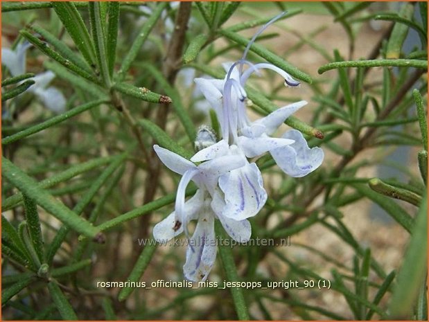 Rosmarinus officinalis 'Miss Jessopp's Upright' | Rozemarijn