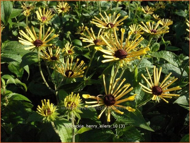 Rudbeckia 'Henry Eilers' | Zonnehoed | Sonnenhut