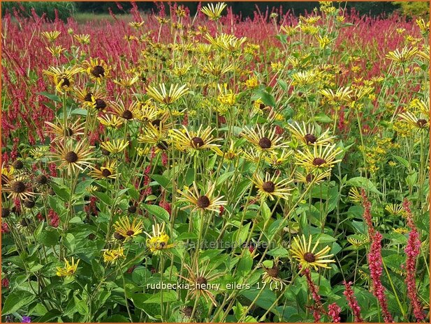 Rudbeckia 'Henry Eilers' | Zonnehoed | Sonnenhut