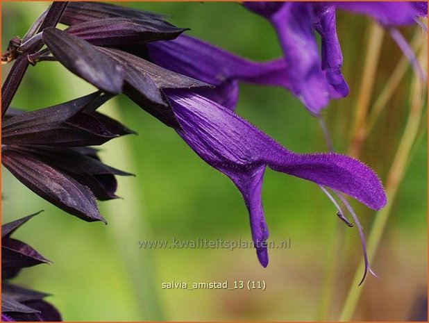 Salvia 'Amistad' | Salie, Salvia | Salbei