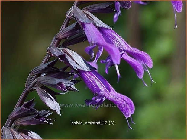 Salvia 'Amistad' | Salie, Salvia | Salbei