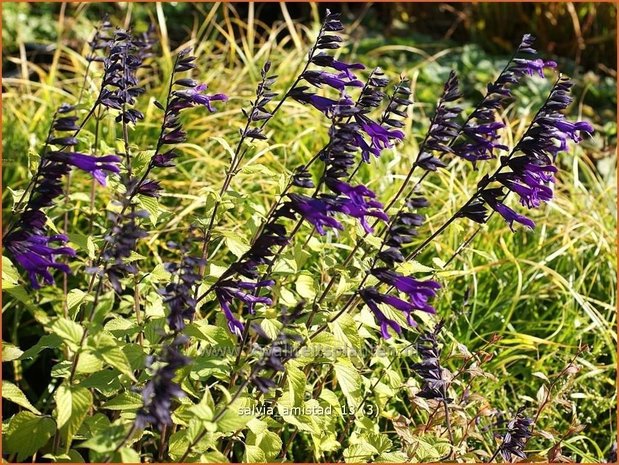 Salvia 'Amistad' | Salie, Salvia | Salbei