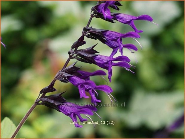 Salvia 'Amistad' | Salie, Salvia | Salbei