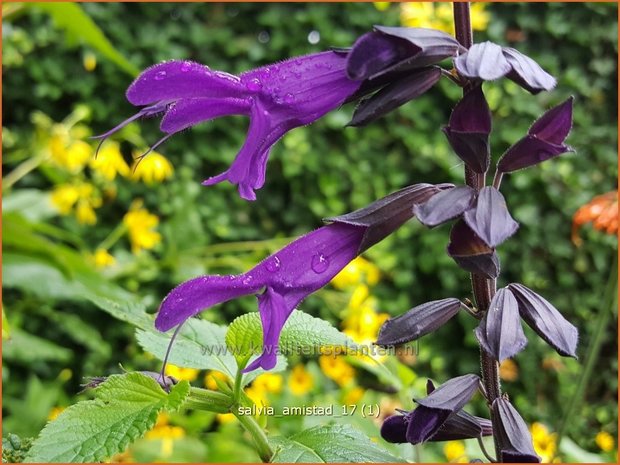 Salvia 'Amistad' | Salie, Salvia | Salbei