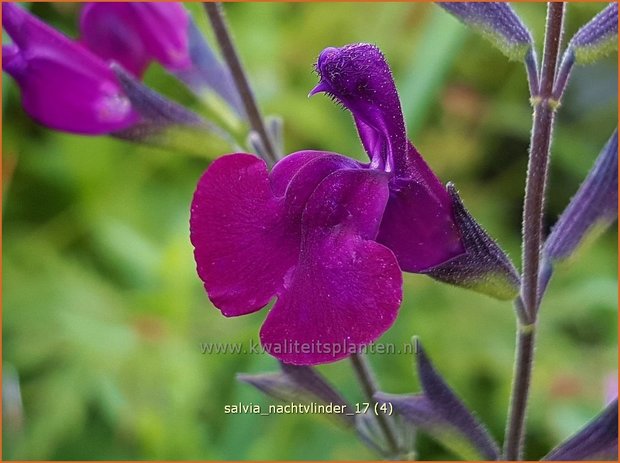 Salvia 'Nachtvlinder' | Salie, Salvia | Salbei