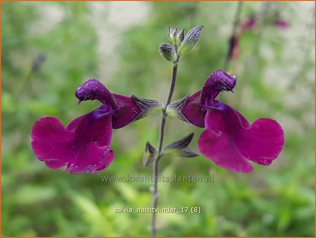 Salvia 'Nachtvlinder' | Salie, Salvia | Salbei