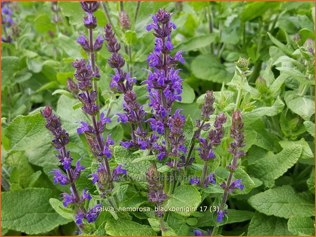 Salvia nemorosa 'Blaukönigin' | Bossalie, Salie, Salvia | Steppensalbei