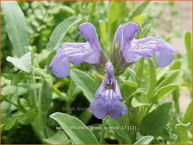 Salvia officinalis 'Grete Stölzle' | Echte salie, Keukensalie, Salie, Salvia | Echter Salbei