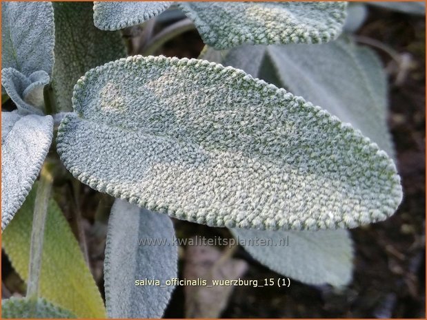 Salvia officinalis 'Würzburg' | Echte salie, Keukensalie, Salie, Salvia | Echter Salbei