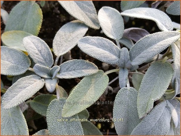 Salvia officinalis 'Würzburg' | Echte salie, Keukensalie, Salie, Salvia | Echter Salbei