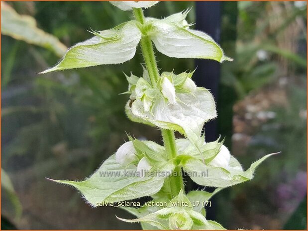 Salvia sclarea 'Vatican White' | Scharlei, Muskaatsalie, Salie, Salvia | Muskateller-Salbei