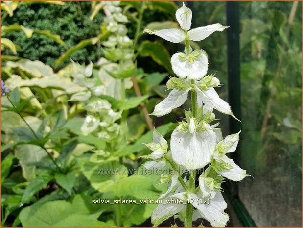 Salvia sclarea 'Vatican White' | Scharlei, Muskaatsalie, Salie, Salvia | Muskateller-Salbei