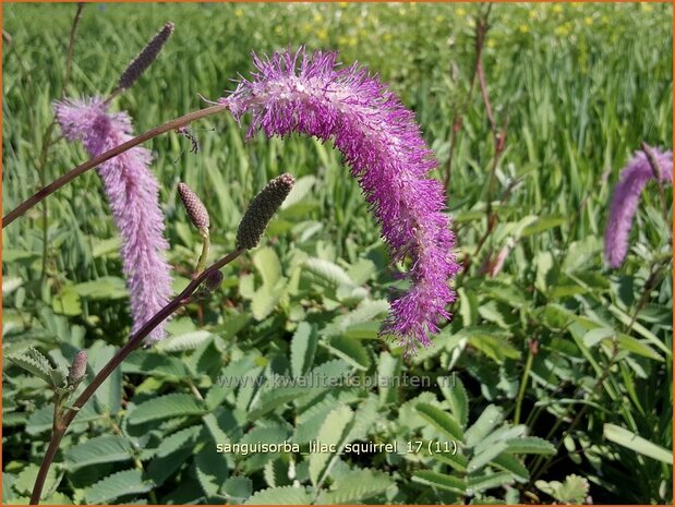 Sanguisorba 'Lilac Squirrel' | Pimpernel, Sorbenkruid | Wiesenknopf