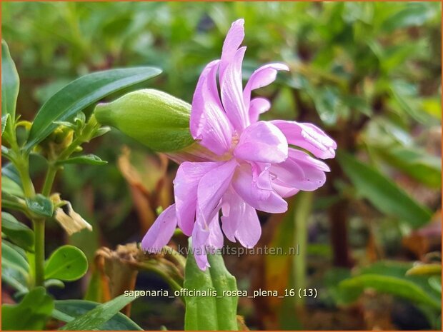 Saponaria officinalis 'Rosea Plena' | Zeepkruid | Echtes Seifenkraut | Bouncing Bet