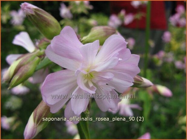 Saponaria officinalis 'Rosea Plena' | Zeepkruid | Echtes Seifenkraut