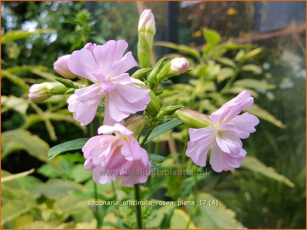 Saponaria officinalis 'Rosea Plena' | Zeepkruid | Echtes Seifenkraut