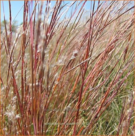 Schizachyrium scoparium | Klein prairiegras | Kleines Präriegras