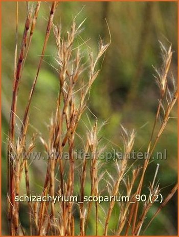 Schizachyrium scoparium | Klein prairiegras | Kleines Präriegras