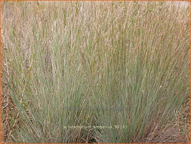 Schizachyrium scoparium | Klein prairiegras | Kleines Präriegras