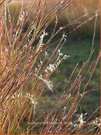 Schizachyrium scoparium | Klein prairiegras | Kleines Präriegras