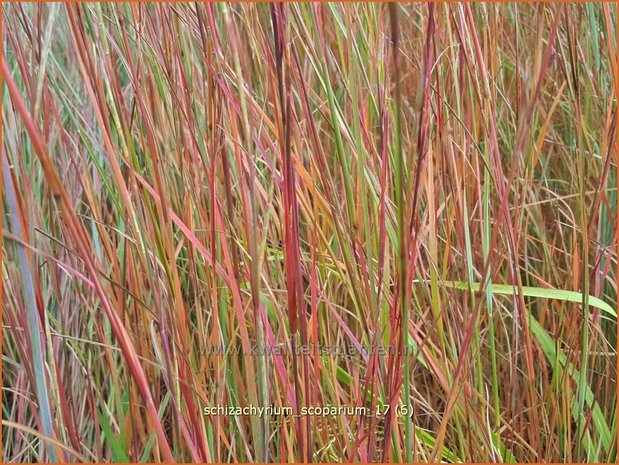 Schizachyrium scoparium | Klein prairiegras | Kleines Präriegras