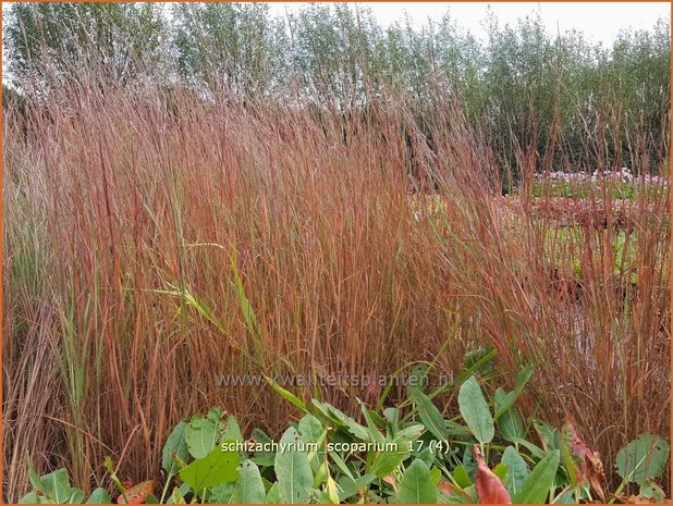 Schizachyrium scoparium | Klein prairiegras | Kleines Präriegras