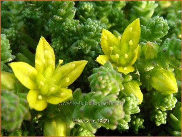 Sedum acre | Muurpeper, Rijstpap, Vetkruid | Scharfer Mauerpfeffer