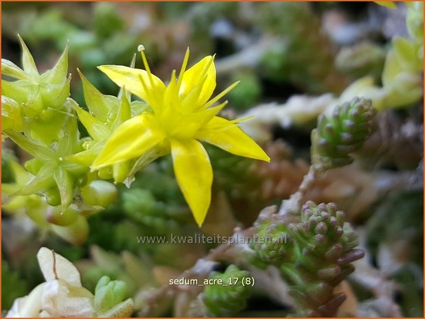 Sedum acre | Muurpeper, Rijstpap, Vetkruid | Scharfer Mauerpfeffer