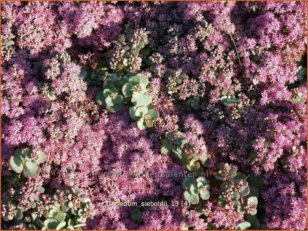 Sedum sieboldii | Vetkruid | Oktober-Fettblatt