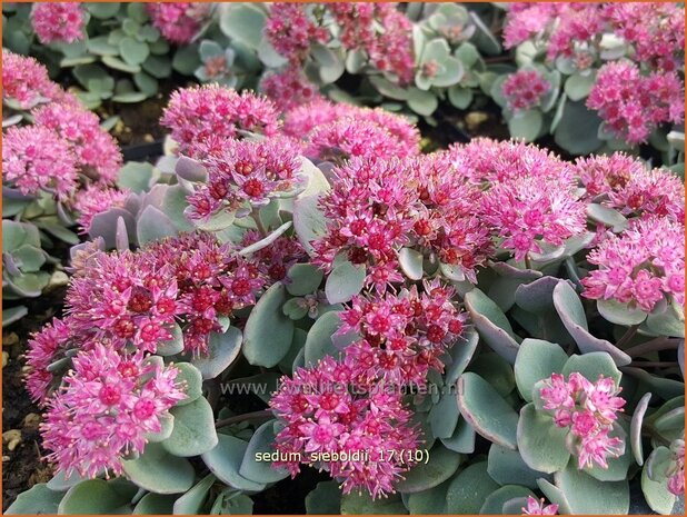 Sedum sieboldii | Vetkruid | Oktober-Fettblatt