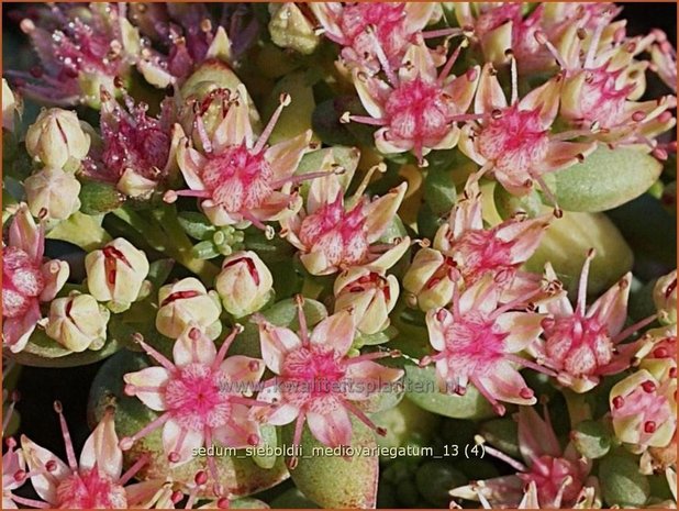 Sedum sieboldii 'Mediovariegatum' | Vetkruid | Oktober-Fettblatt