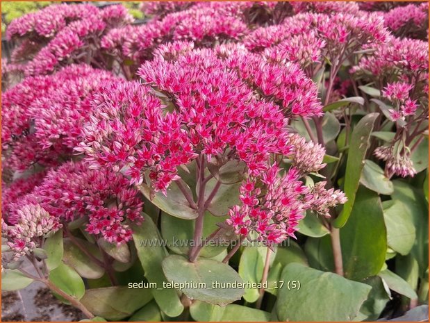 Sedum telephium 'Thunderhead' | Hemelsleutel, Vetkruid | Grosse Fetthenne