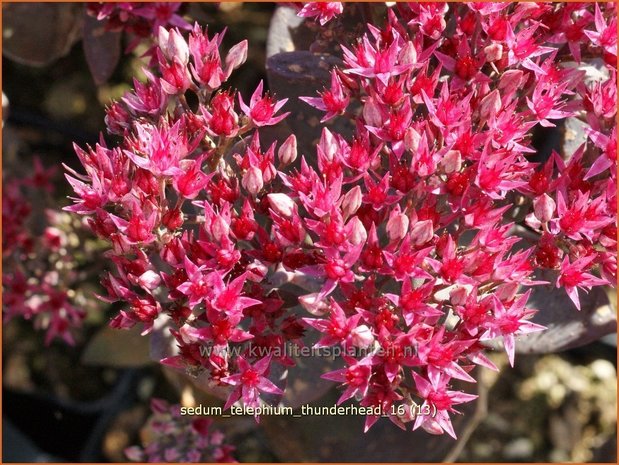 Sedum telephium 'Thunderhead' | Hemelsleutel, Vetkruid | Grosse Fetthenne