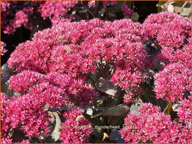 Sedum telephium 'Thunderhead' | Hemelsleutel, Vetkruid | Grosse Fetthenne