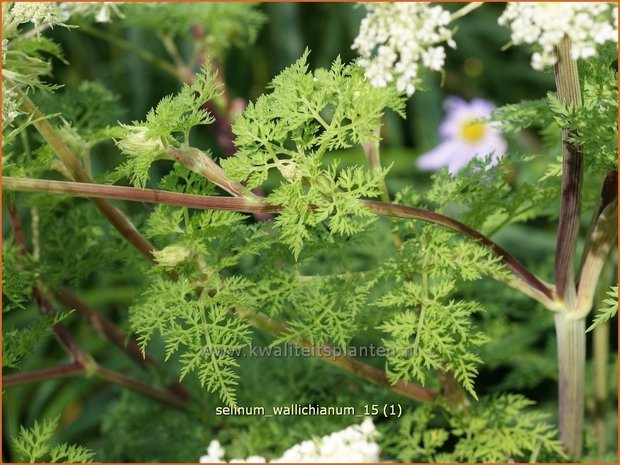 Selinum wallichianum | Karwijselie | Feinblättrige Silge