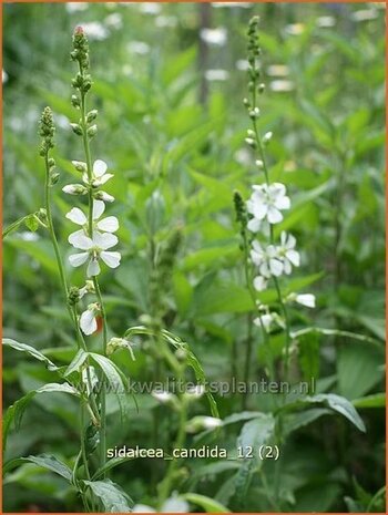 Sidalcea candida | Griekse malva, Prairiemalva | Weiße Präriemalve