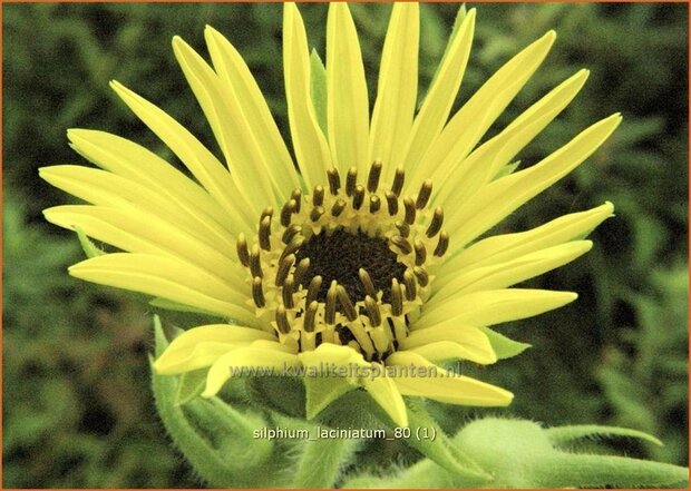 Silphium laciniatum | Kompasplant, Zonnekroon | Geschlitztblättrige Kompaßpflanze