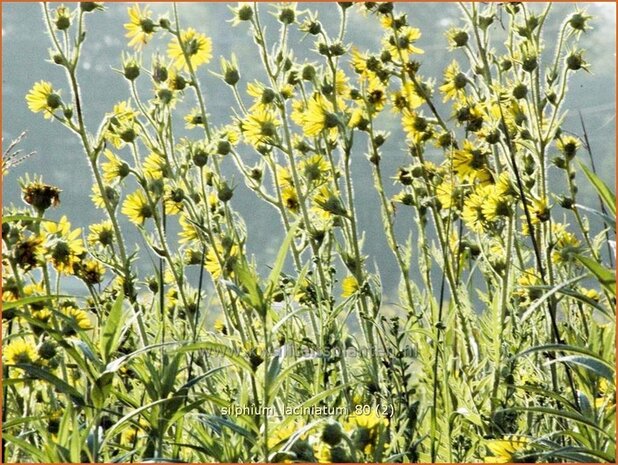 Silphium laciniatum | Kompasplant, Zonnekroon | Geschlitztblättrige Kompaßpflanze