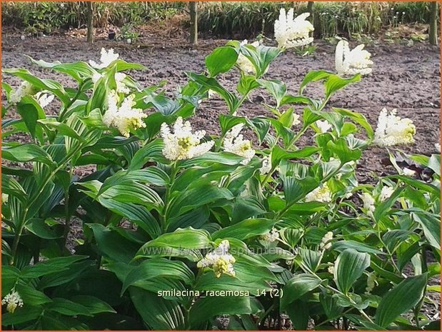 Smilacina racemosa | Valse salomonszegel, Troslelietje | Traubiges Duftsiegel