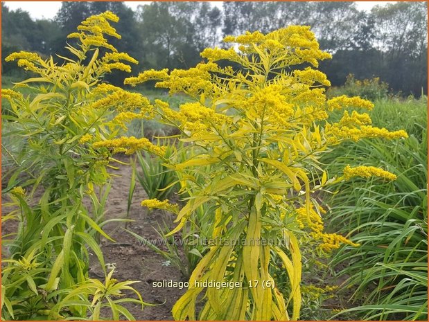 Solidago 'Hiddigeigei' | Guldenroede | Goldrute