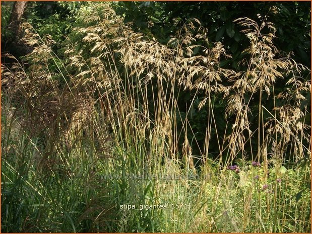 Stipa gigantea | Straalhaver, Vedergras | Riesen-Federgras