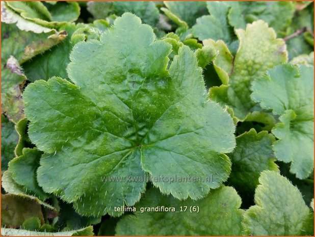 Tellima grandiflora | Franjekelk | Falsche Alraunwurzel