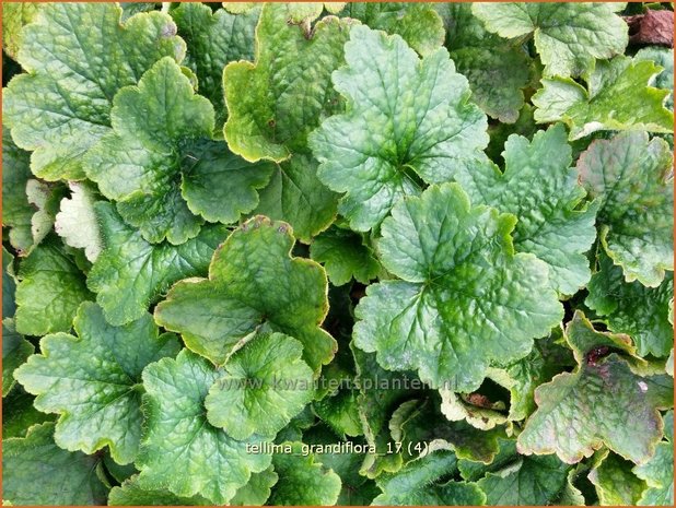 Tellima grandiflora | Franjekelk | Falsche Alraunwurzel