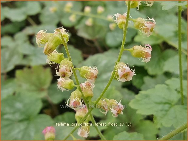 Tellima grandiflora 'Forest Frost' | Franjekelk | Falsche Alraunwurzel